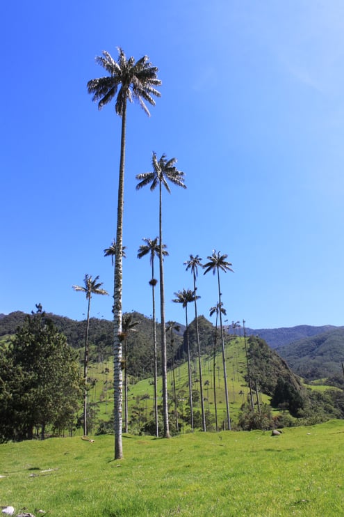 Wandern in Kolumbien mit Kolumbienline
